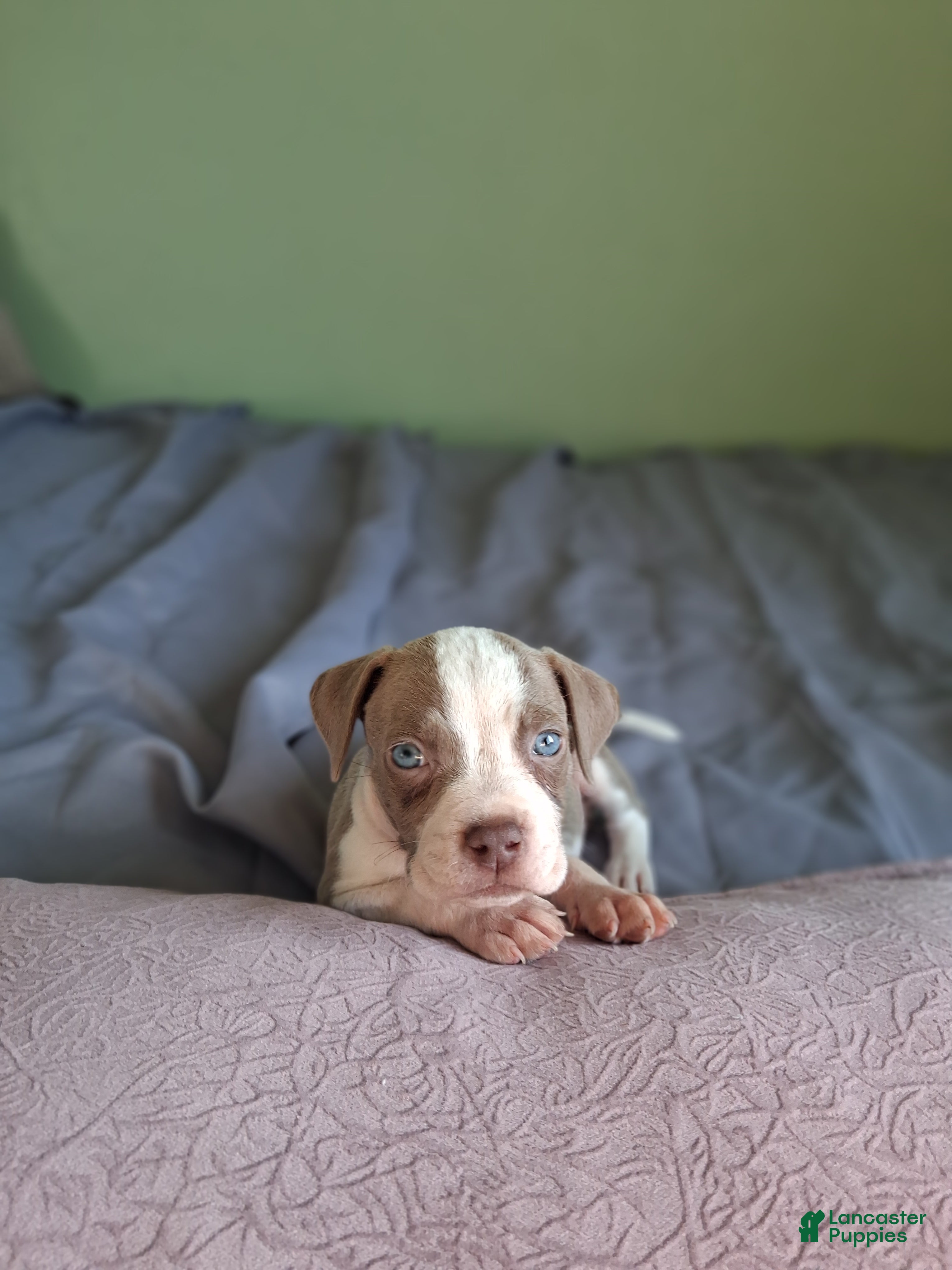 American Pit Bull Terrier dogs American Pit Bull Terrier Puppy 3 - Ad 1