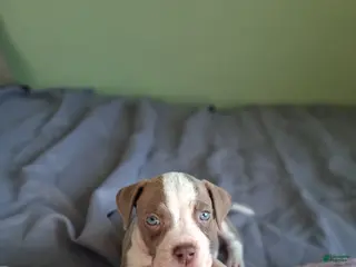 American Pit Bull Terrier dogs American Pit Bull Terrier Puppy 3 - Ad 1