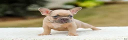 French Bulldog dogs for sale: Nash - Ad 3