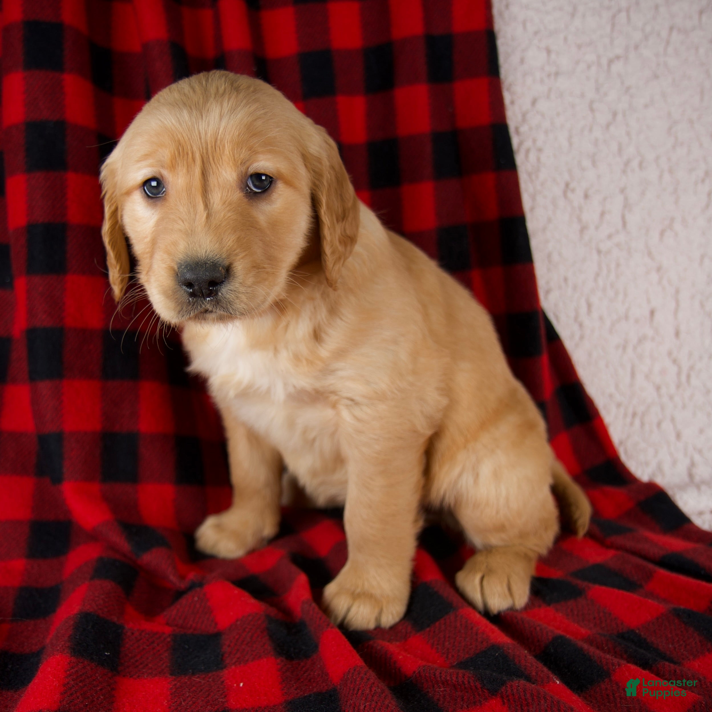 Golden Retriever dogs Trixie - Ad 4