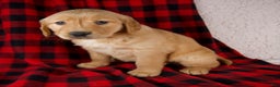 Golden Retriever dogs for sale: Trixie - Ad 1