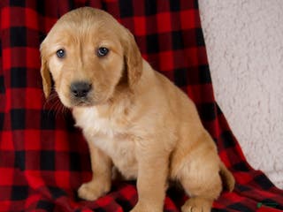Golden Retriever dogs Trixie - Ad 4
