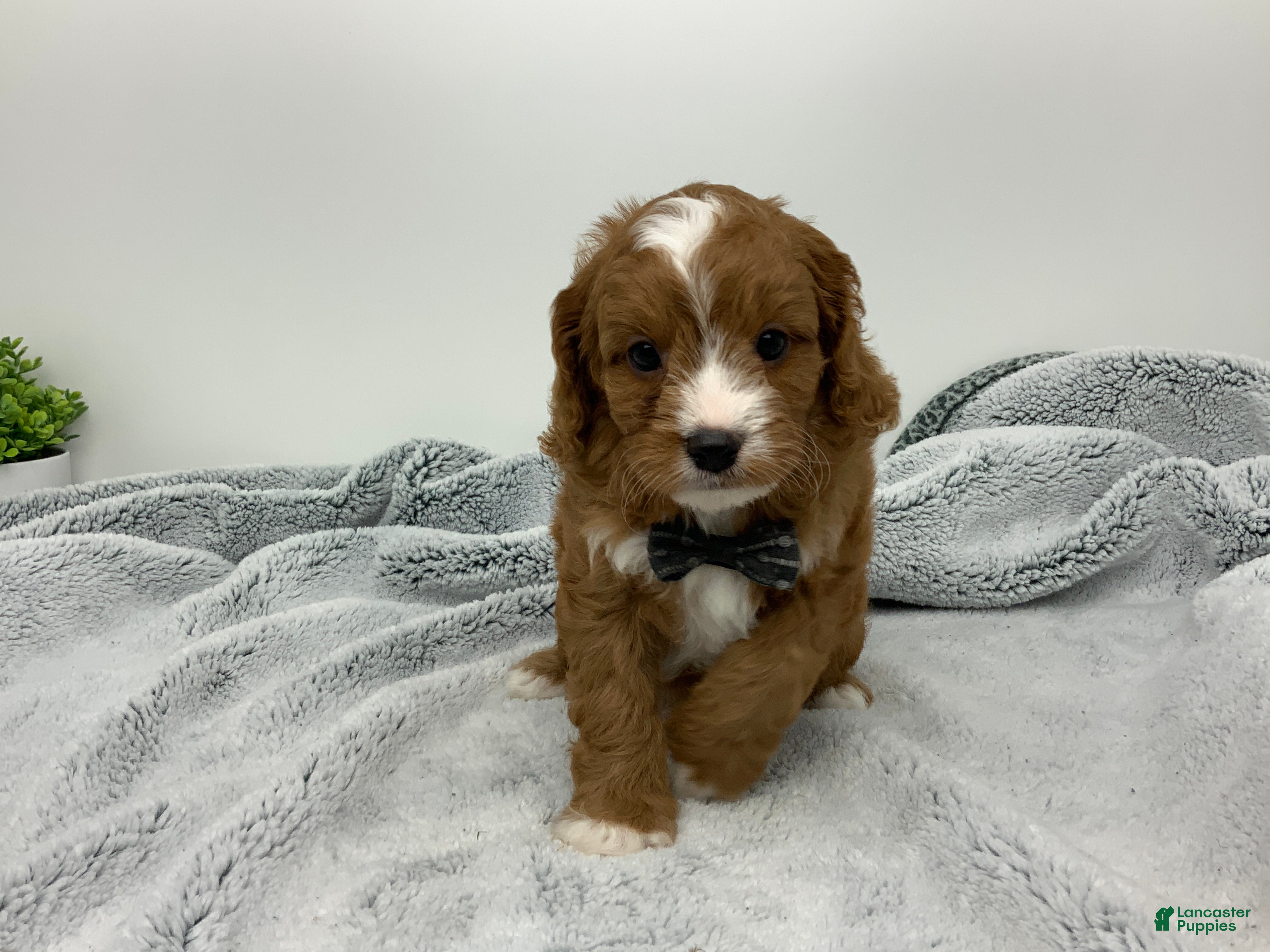 Cavapoo dogs Caleb - Ad 2