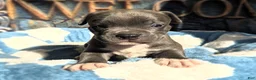 American Bully dogs for sale: "DMX" BLUE NOSE / BLUE EYES - Ad 10