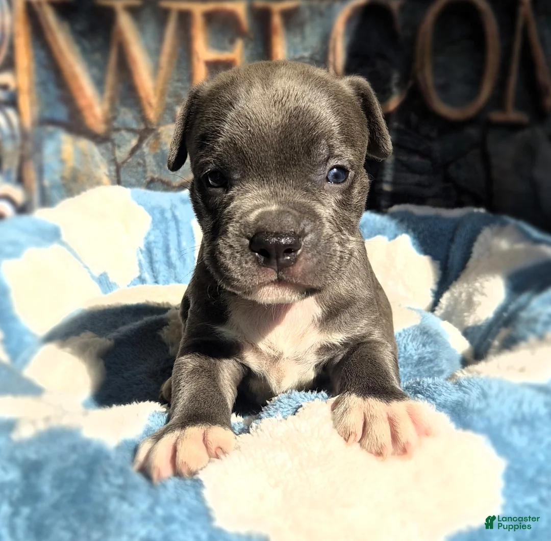 American Bully dogs for sale: "DMX" BLUE NOSE / BLUE EYES - Ad 10