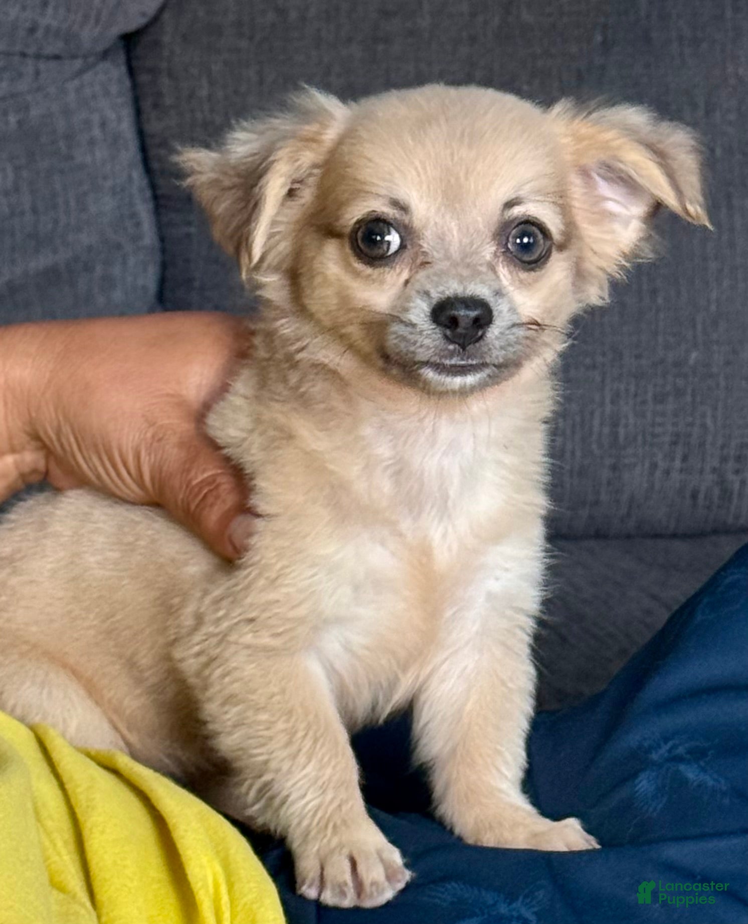 Chihuahua dogs May - Ad 1