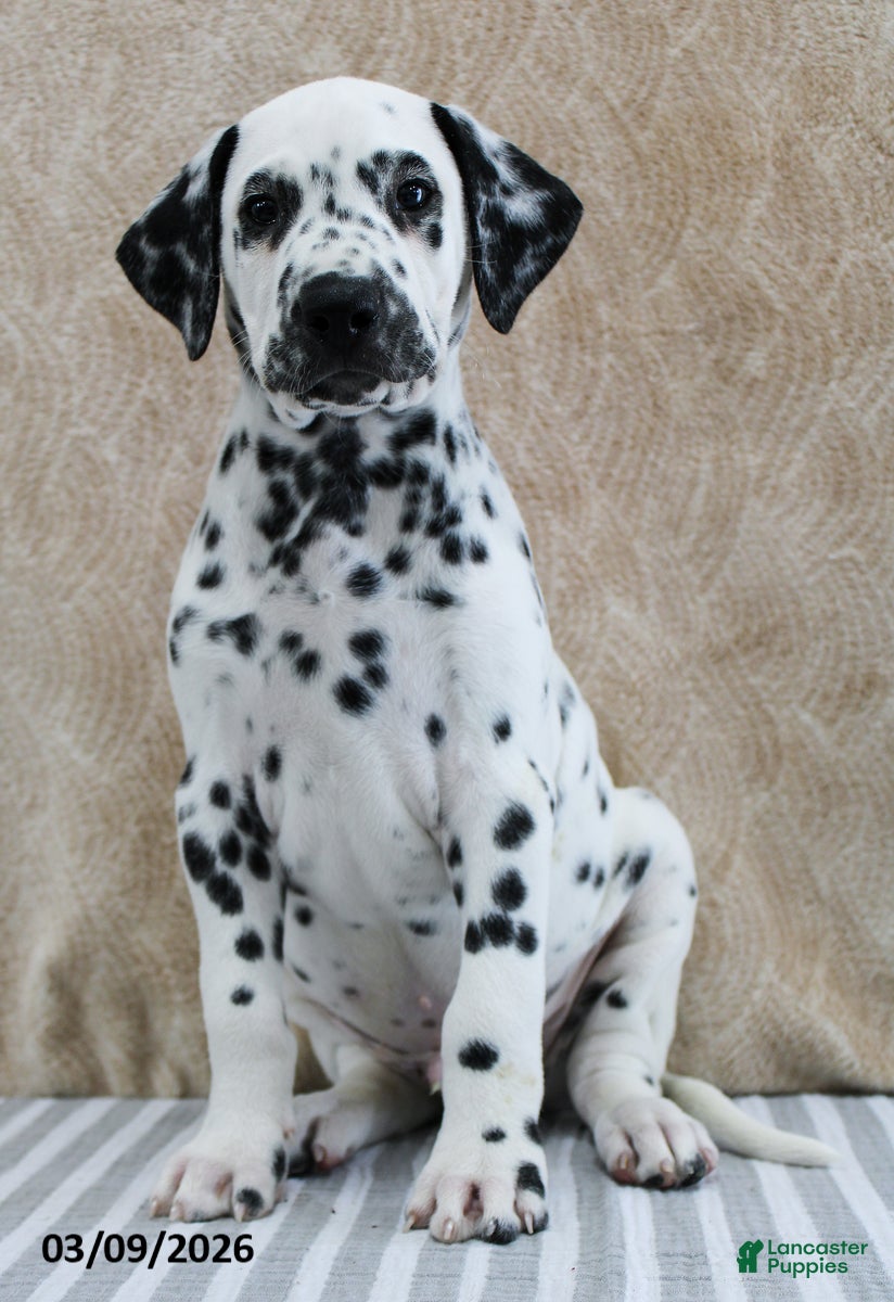 Dalmatian dogs Hudson - Ad 2