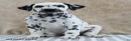Dalmatian dogs for sale: Hudson - Ad 2
