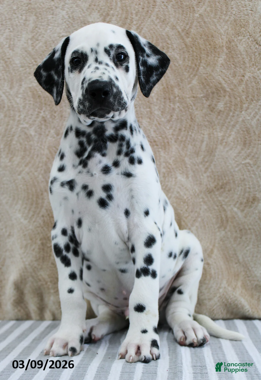 Dalmatian dogs for sale: Hudson - Ad 2