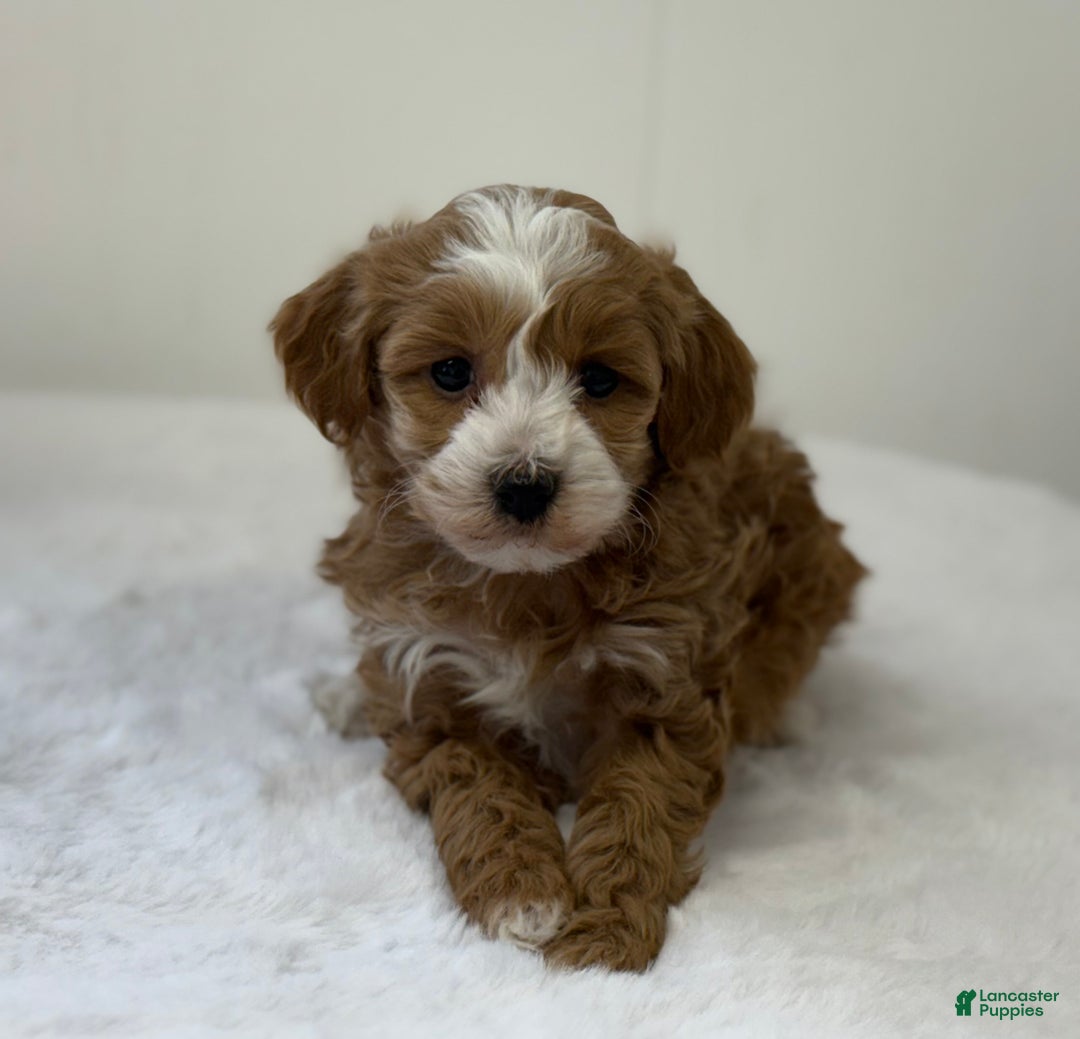 Mini Goldendoodle dogs for sale: Pixie - Ad 7