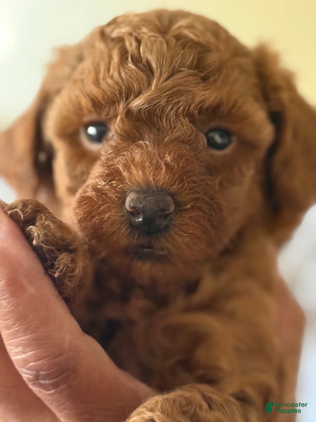 Miniature Poodle dogs for sale: Miniature Poodle 4 red collar - Ad 6