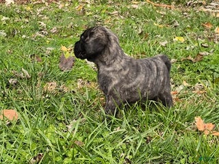 English Mastiff dogs - Ad 1