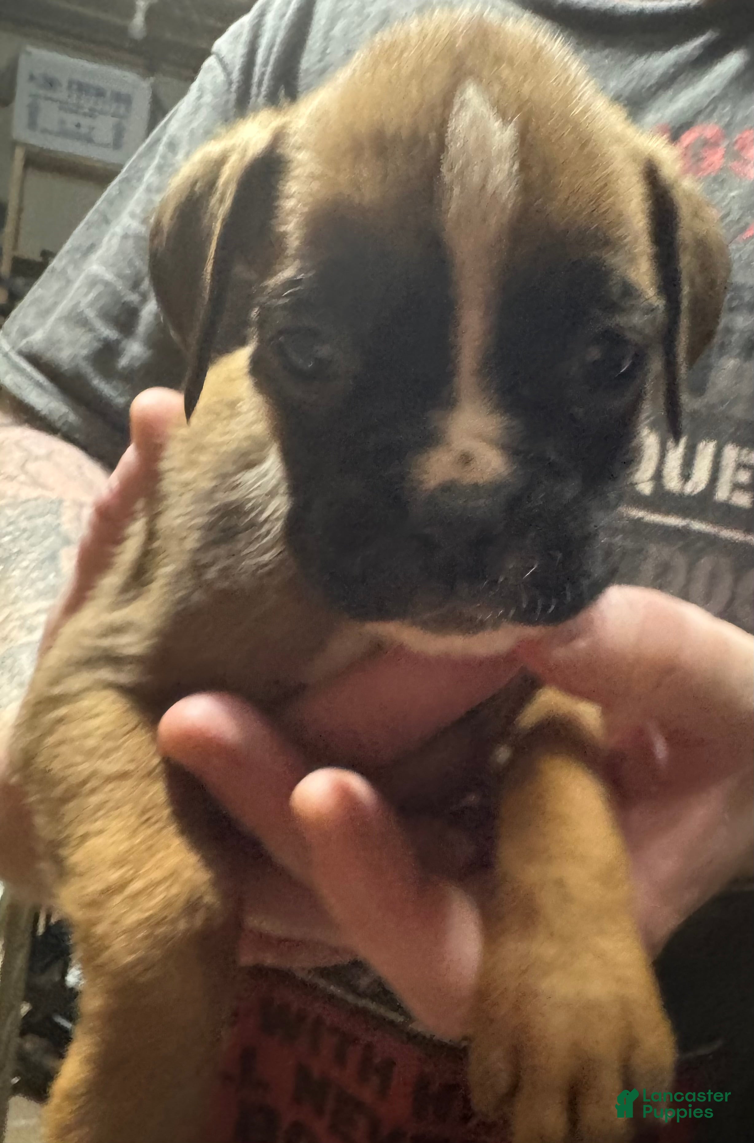 Boxer dogs Kona - Ad 17