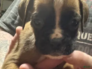 Boxer dogs Kona - Ad 17