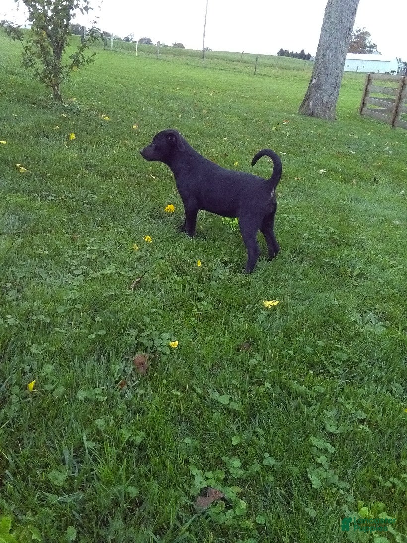 Labrador Retriever dogs Ellie - Ad 1
