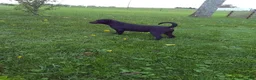 Labrador Retriever dogs for sale: Ellie - Ad 1
