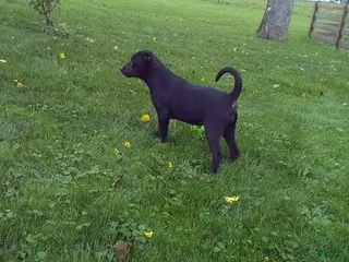Labrador Retriever dogs Ellie - Ad 1