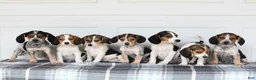 Beagle dogs for sale: Pepper - Ad 3