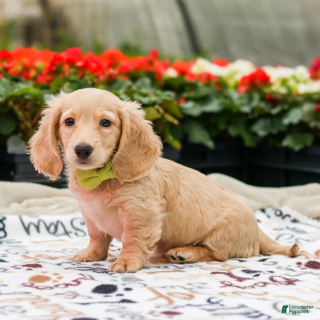 Miniature Dachshund dogs for sale: Eddie - Ad 2