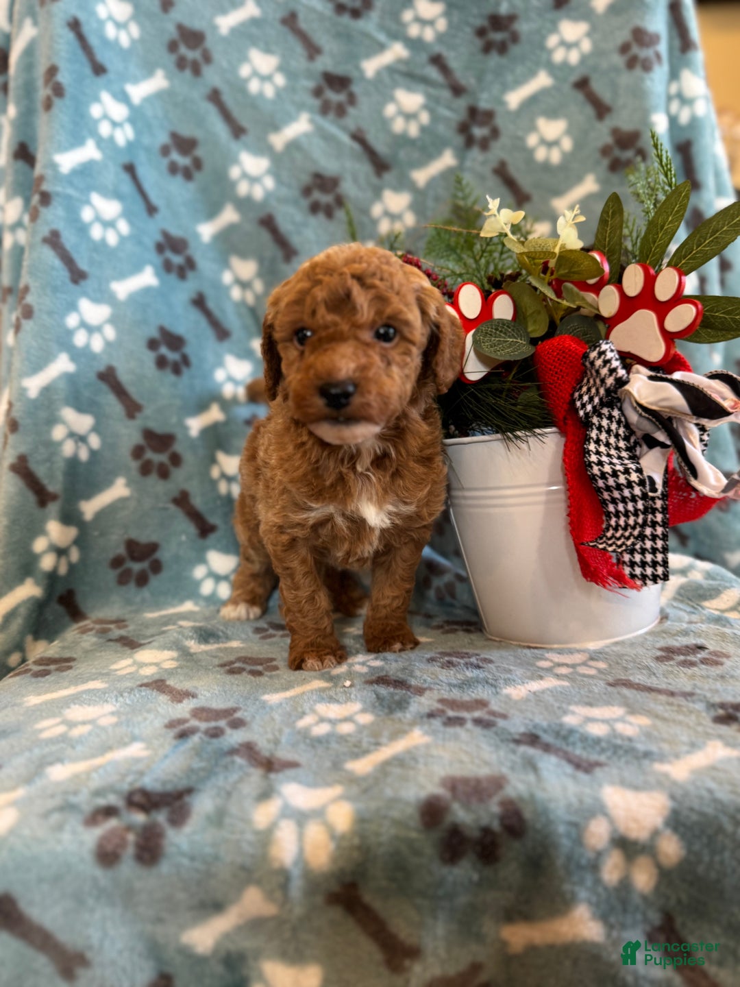 Mini Goldendoodle dogs for sale: Benji  - Ad 2