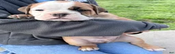 Olde English Bulldogge dogs for sale: Olde English Bulldogge Puppy 7 - Ad 1