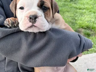 Olde English Bulldogge dogs Olde English Bulldogge Puppy 7 - Ad 34