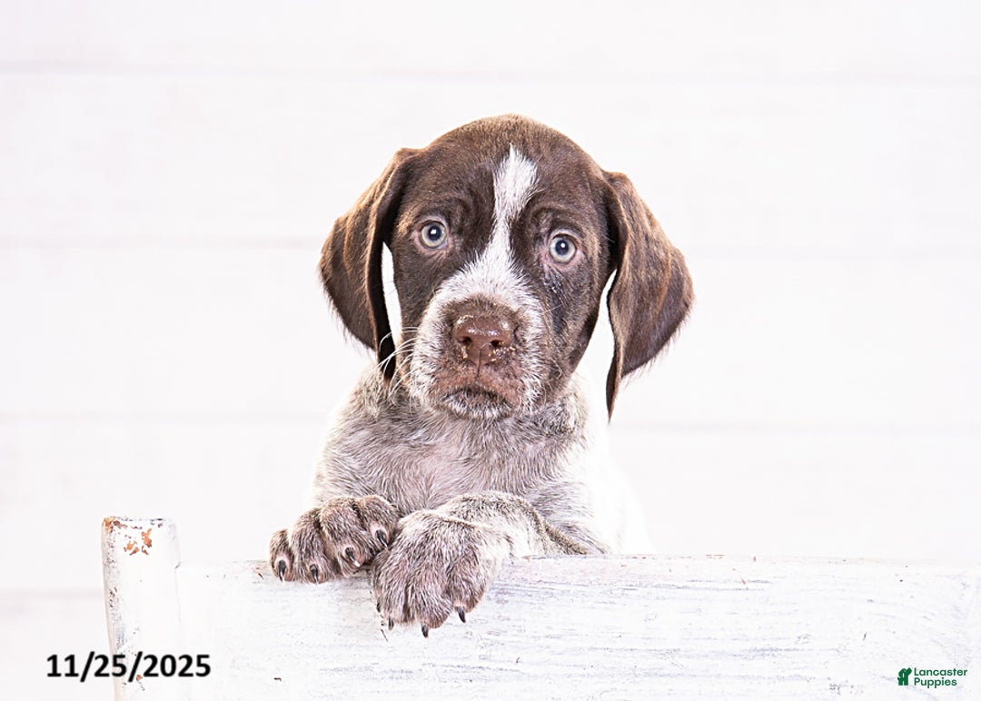 Mixed Breed dogs for sale: River - Ad 4