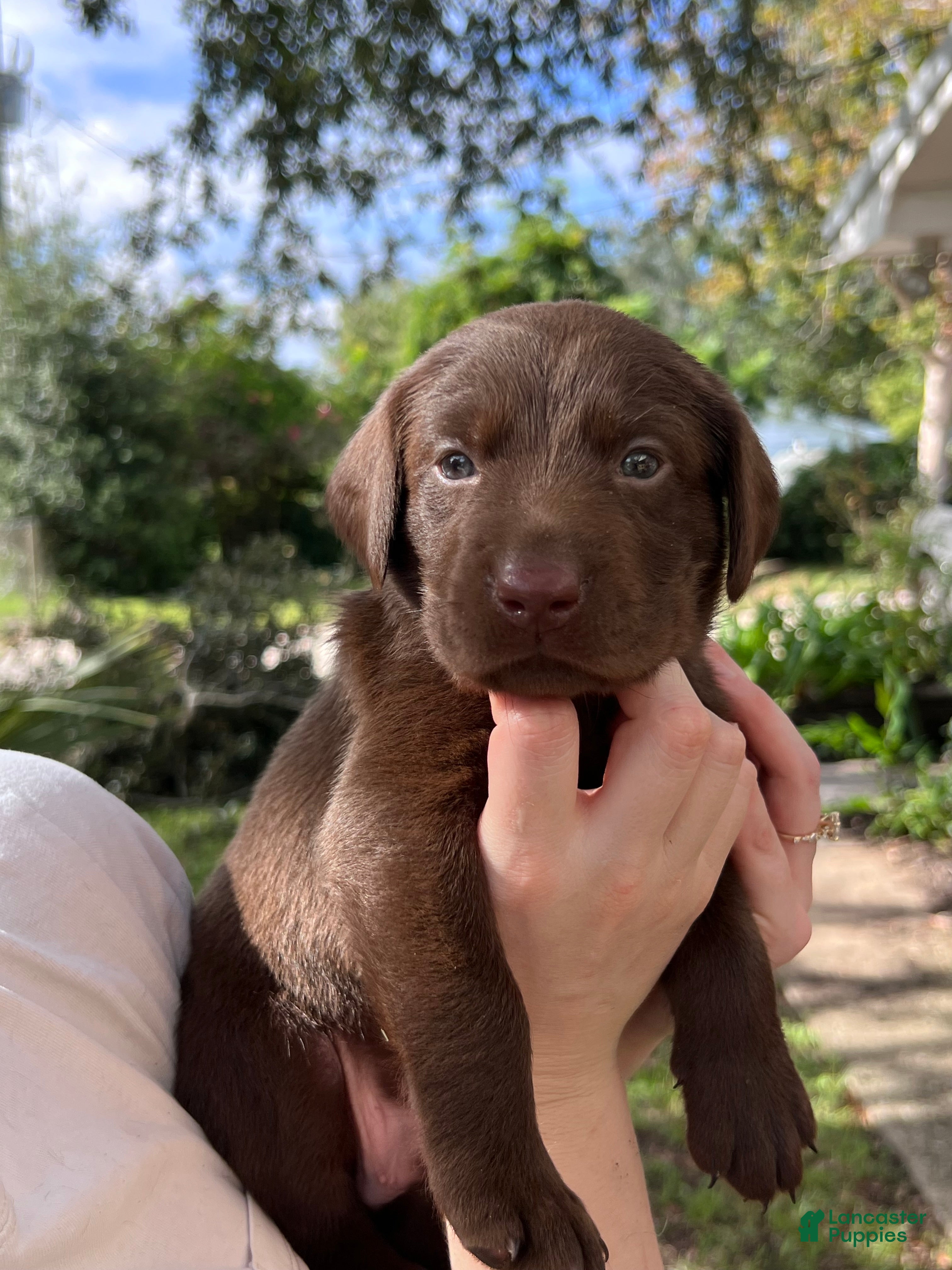 Labrador Retriever dogs Green - Ad 1