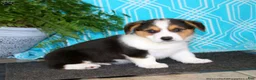 Welsh Corgi Pembroke dogs for sale: Welsh Corgi Pembroke 3 - Ad 3