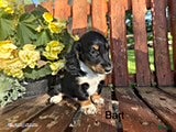 Miniature Dachshund dogs Bart - Ad 19