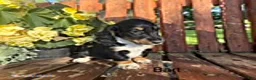 Miniature Dachshund dogs for sale: Bart - Ad 1