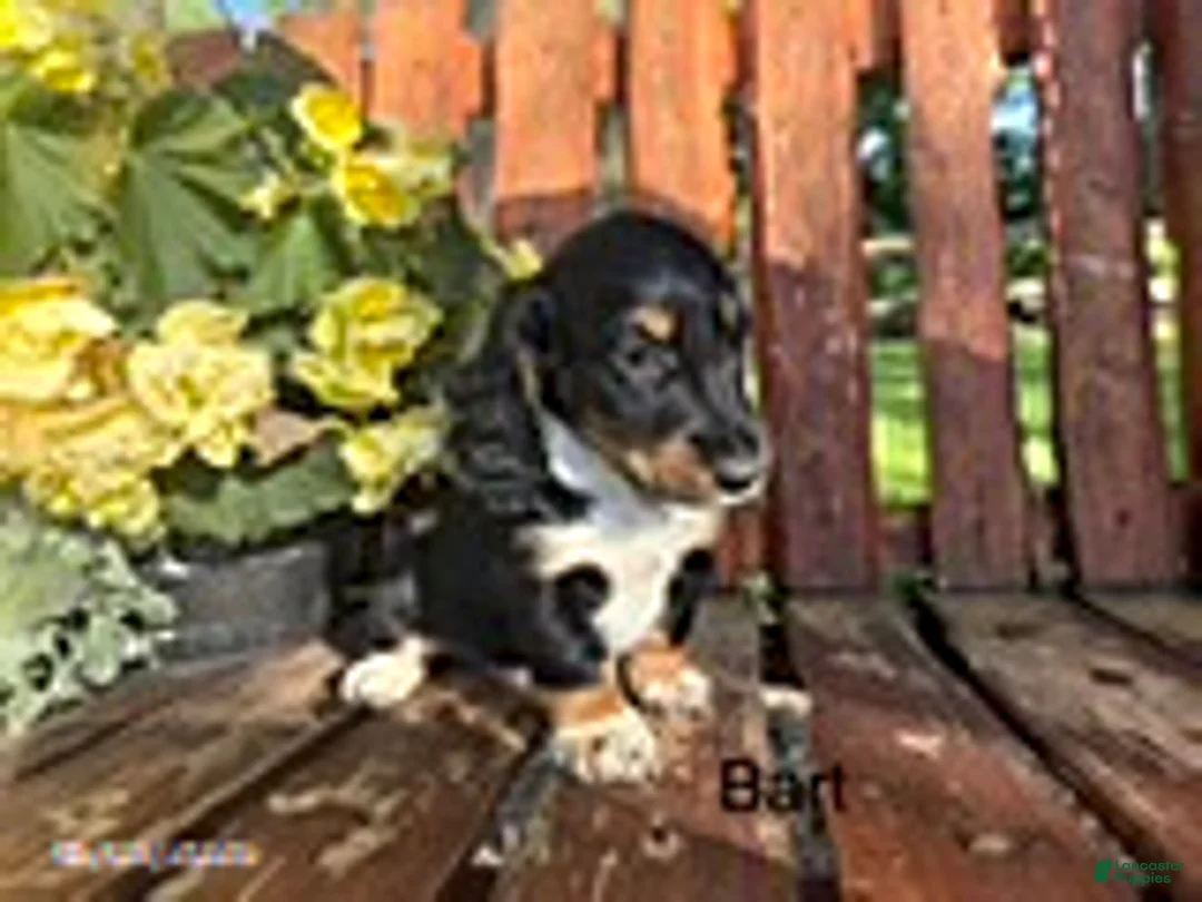 Miniature Dachshund dogs for sale: Bart - Ad 1