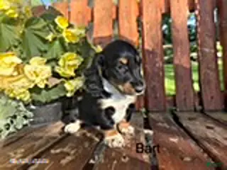 Miniature Dachshund dogs Bart - Ad 19