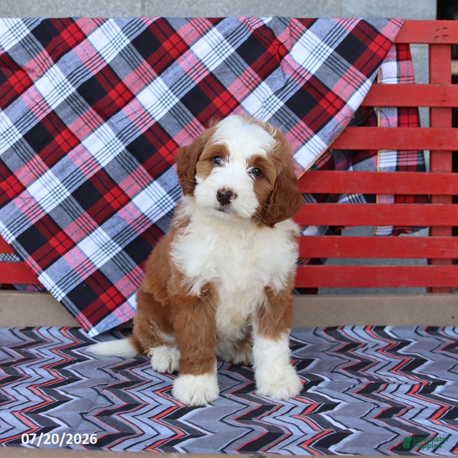 Mini Bernedoodle dogs Gretchen - Ad 1