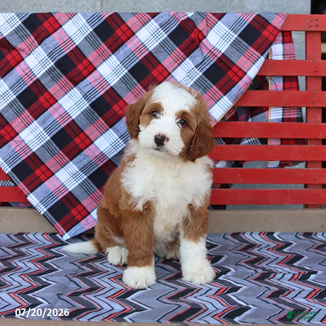 Mini Bernedoodle dogs for sale: Gretchen - Ad 1