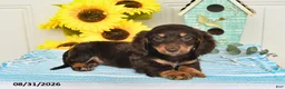 Miniature Dachshund dogs for sale: Porter - Ad 4