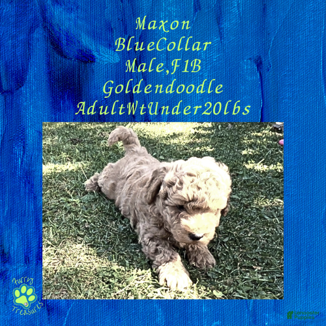 Goldendoodle dogs for sale: Maxon “ Blue Collar” Male - Ad 11