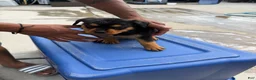 Rottweiler dogs for sale: Rottweiler 1 - Ad 3