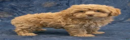Havapoo dogs for sale: Sasha - Ad 5