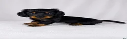 Miniature Dachshund dogs for sale: Goose - Ad 4