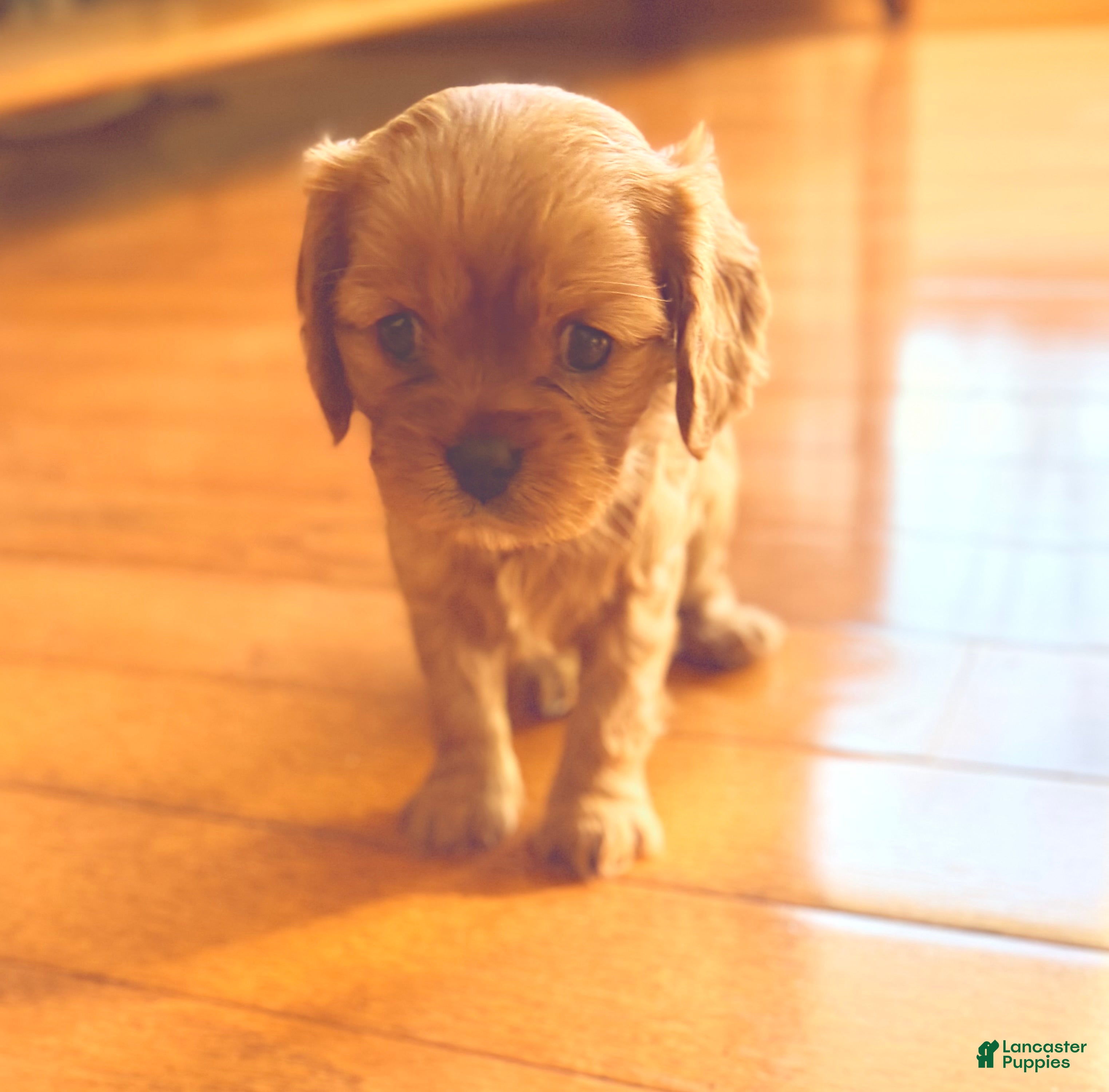 Cavalier King Charles Spaniel dogs Cavalier King Charles Spaniel Puppy 3 - Ad 27