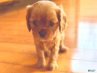 Cavalier King Charles Spaniel dogs Cavalier King Charles Spaniel Puppy 3 - Ad 37