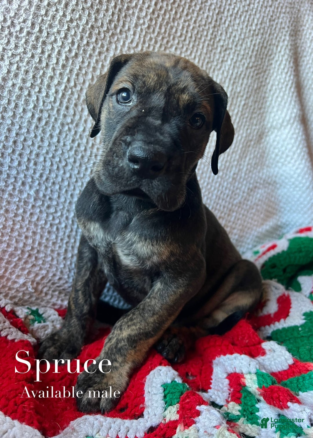 Great Dane dogs for sale: Spruce  - Ad 1