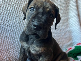 Great Dane dogs Spruce - Ad 2