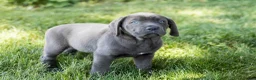 Cane Corso dogs for sale: Molly  - Ad 2