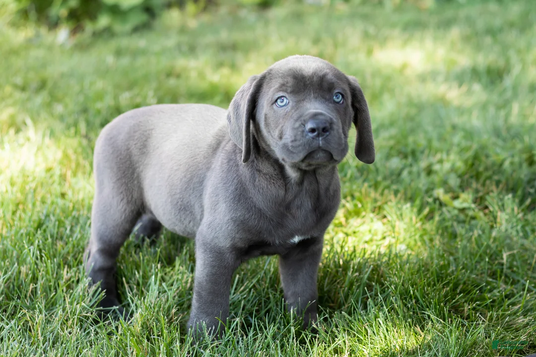 Cane Corso dogs for sale: Molly  - Ad 2