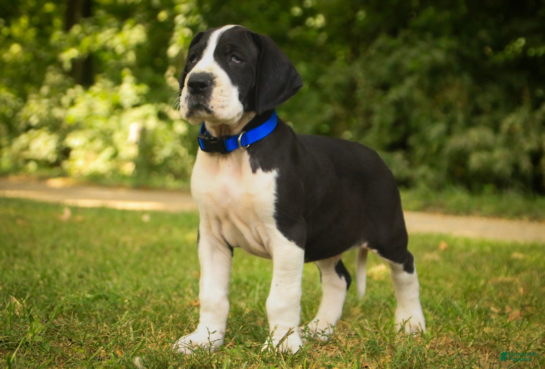 Great Dane dogs Clark Great Dane  - Ad 1
