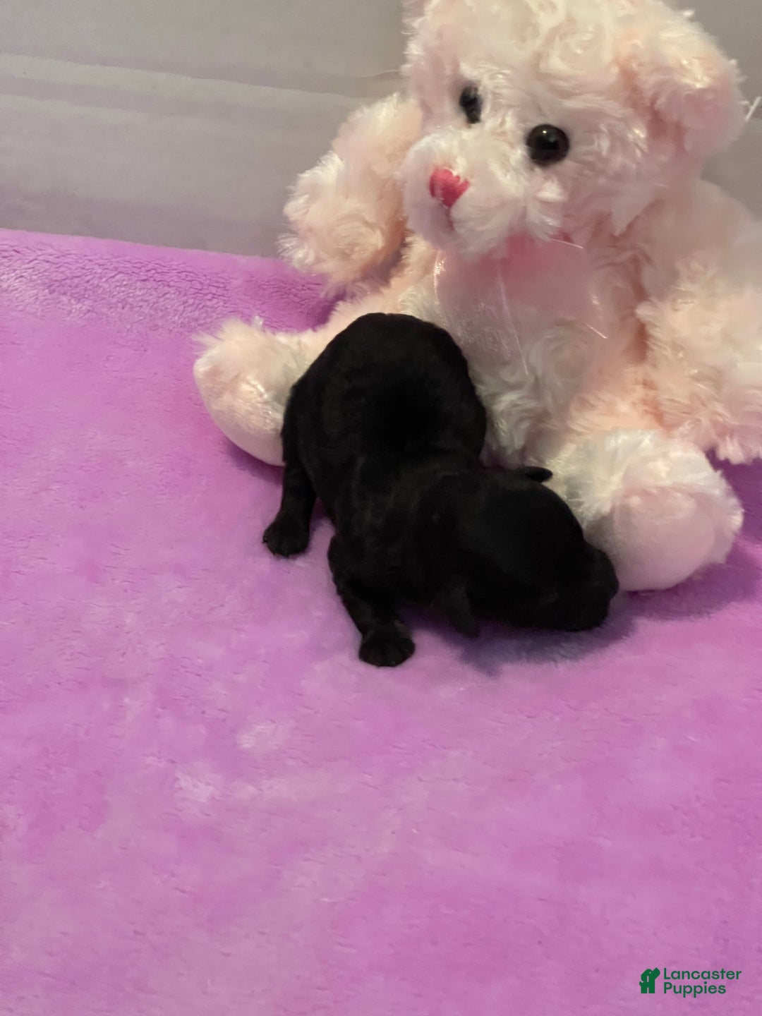 Toy Poodle dogs for sale: Toy Poodle Puppy 4 - Ad 2