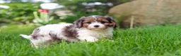 Cavapoo dogs for sale: Bella - Ad 5