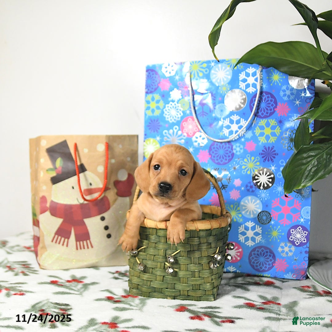 Miniature Dachshund dogs for sale: Travis - Ad 2